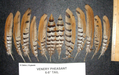 12 Venery Pheasant Tail Feathers 6'' - 8'' length
