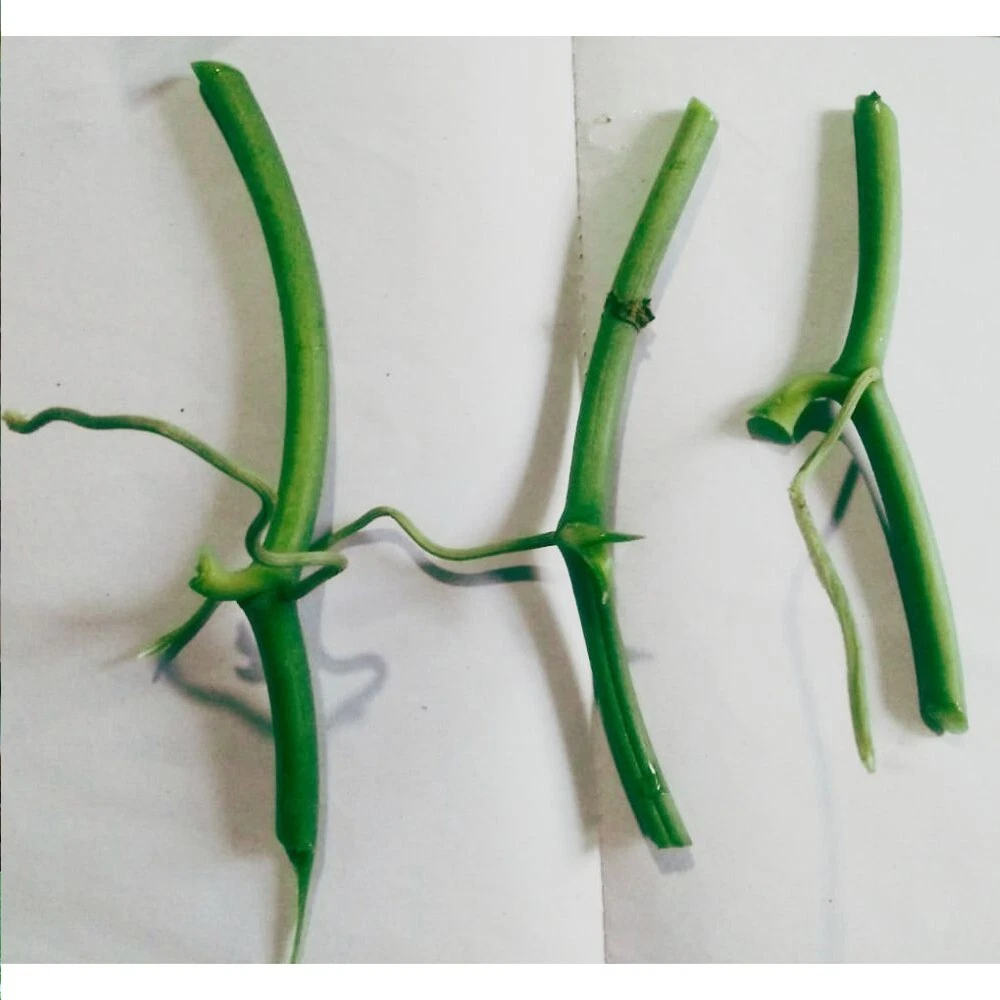 Orchid cuttings 2024