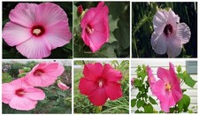 Hibiscus Mixed Colors of True Hardy Perennial Flowers Over 100 SEEDS USA Seller