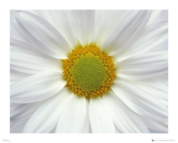 Flower : Daisy - Mini Poster 50 x 40 cm new and sealed
