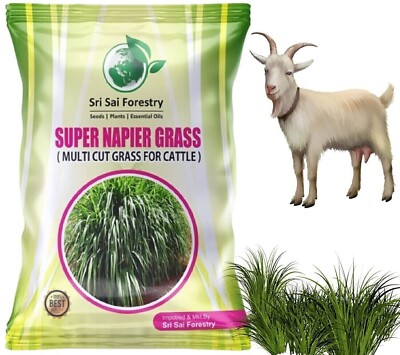 Super Napier Grass Seebs for Goat (500g) Rinderfutter ##