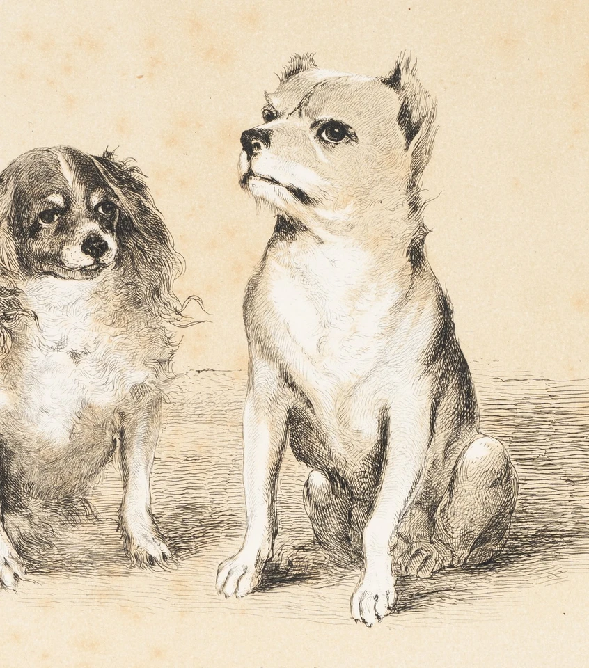 J. RANFTL (1805-1854), Zwei kleine Hunde,  1848, Radierung Romantik Tiere - Bild 3 von 4