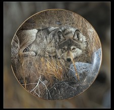 Carl Brenders One to One Wolf Encounters Bradford Exchange 1991 Limited Edition