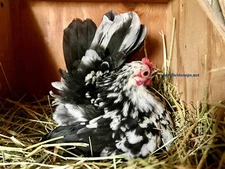 6+ Fertile Show Quality Serama Chicken Hatching Eggs