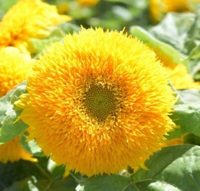 20 graines de TOURNESOL TEDDY BEAR (Helianthus annuus) E45 SUNFLOWER SEEDS SEMI