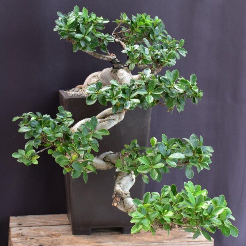 Ficus Bonsai Tree Green Emerald Live Plant Cascade Style 14