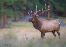 Elk with Forest Background - Matthew Huras Fine Art Print Wildlife Hunting 17x23