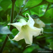 EXOTIC BRUGMANSIA ARBOREA  rare white flower Angel's Trumpet tree seed 10 seeds