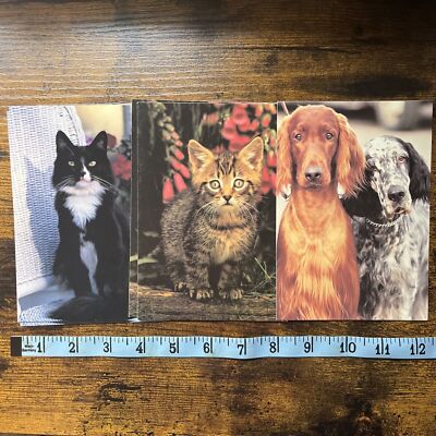 Vintage Pet Photo Greeting Cards Cat Kitten Setters Set Of 5 Blank Inside