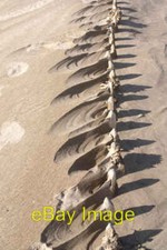 Photo 6x4 Buried fence (3) Mablethorpe  c2008