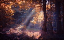 Landscape nature forest sun rays colorful mist fall Custom Gaming Mat Desk