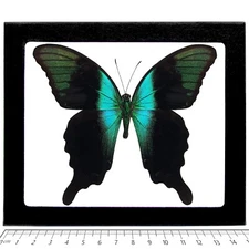 Papilio adamantius REAL FRAMED BUTTERFLY BLUE GREEN SWALLOWTAIL