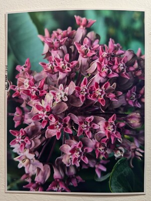 Service custom Print your pictures images Ultra Premium photos glossy 8.5'' x 11''
