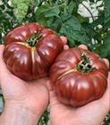 150 Heirloom Black Brandywine Tomato Seeds Sweet Smokey Low Acid Indeterminate