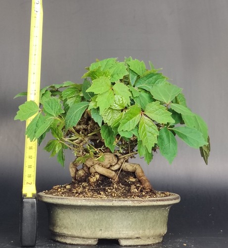 SHOHIN Bonsai di vite giapponese Parthenocyssus tricuspidata -TSUTA japanese ivy - Foto 4 di 5