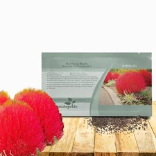 5000 Seeds Burning Bush Seeds - Kochia Trichophylla Burning Bush Flower Seeds
