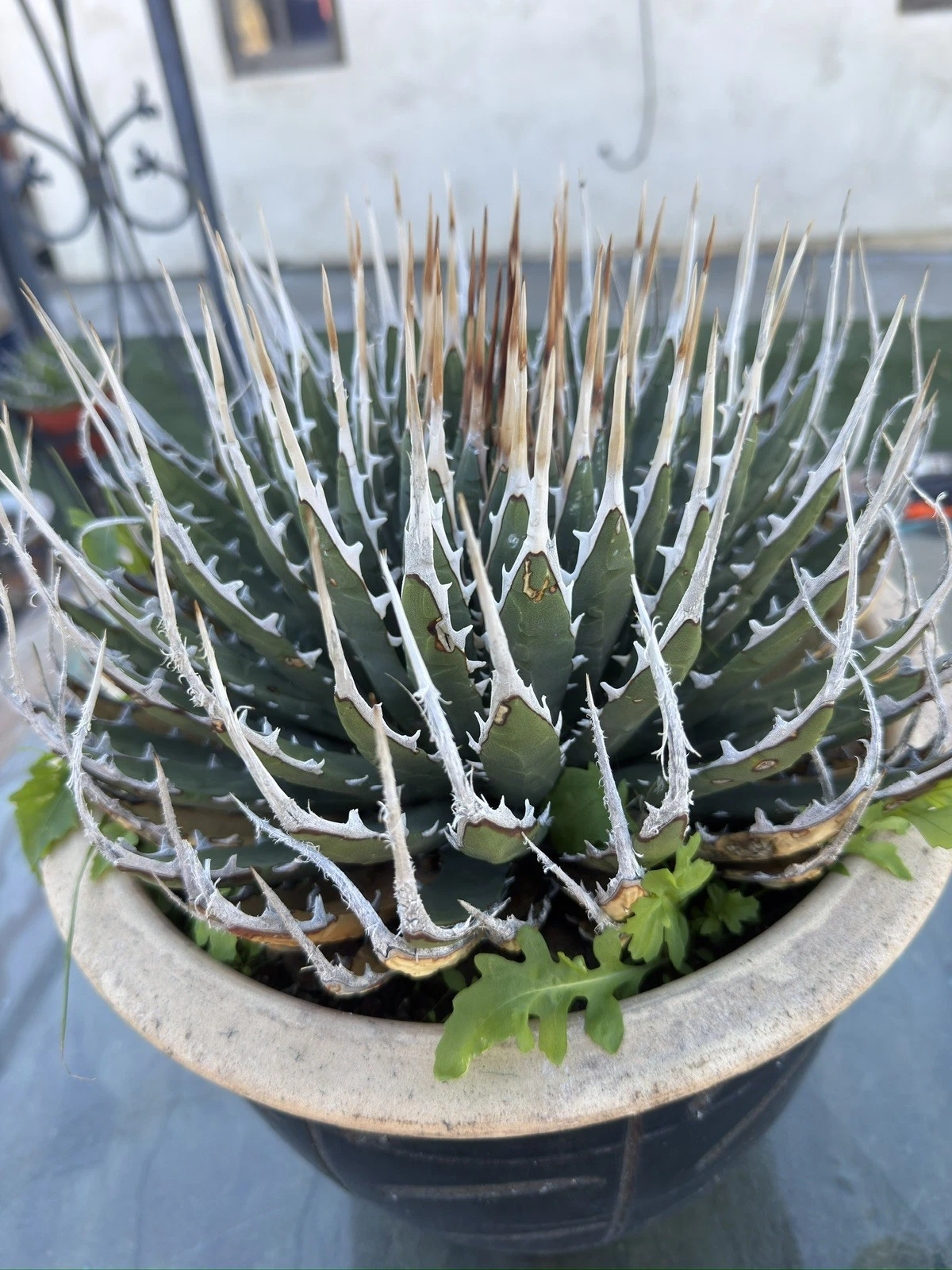 Agave Utahensis Eborispina Amazing thick white short spine’s