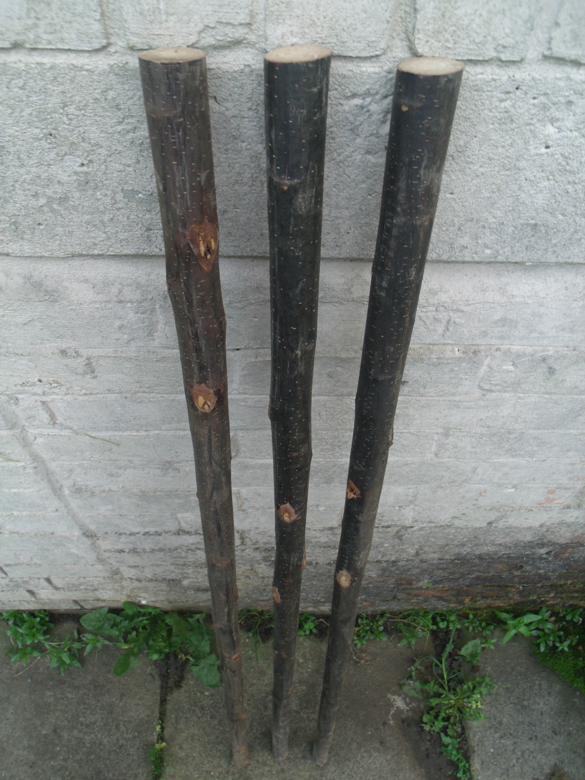 3 Chestnut Shanks Stickmaking Walking Stick Shafts Blanks Bark Seasoned