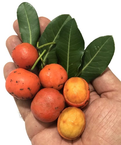 ~IMBE~ BIGGER BEST FRUIT TREE garcinia LIVINGSTONEI AFRICAN MANGOSTEEN med plant - Picture 8 of 13