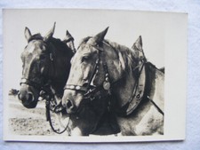 Postkarte Ansichtskarte Tiere alt aus Sammlung Pferde echte Fotografie vintage