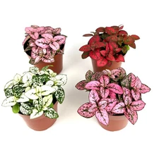 Hypoestes Splash Color 4 Pack, Live House Plants Air Purify, 2.5" Pots
