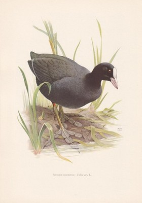 1960 COOT Vogel Druck - Vintage Vogel Wandkunst - Vogel Dekor - 7,5 x 10,6 cm