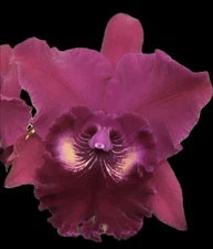 Blc. Haw Yuan Rose 'NN' Cattleya Orchid plant BS 4.5”