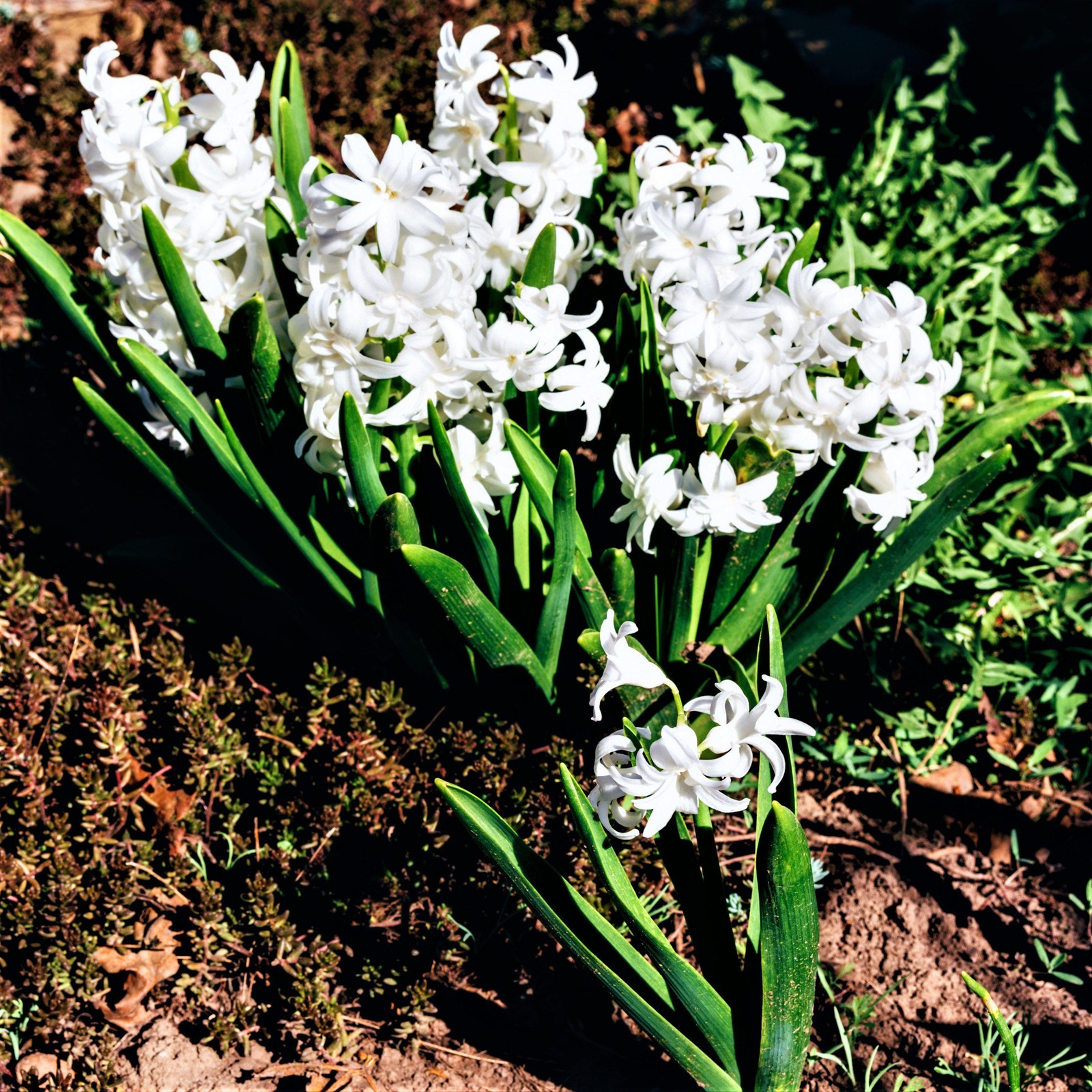 Easy to Grow Hyacinth White Pearl 10 Plant Bulbs, Spring Flowers Zones 4-8