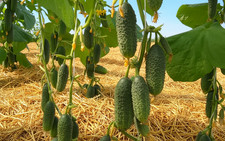 Gurkensamen Burn F1 Семена Огурца Бьорн F1 Биорн  (10шт)  31