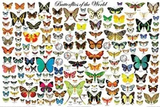 The Butterflies of the World Educational Science Classroom Chart Poster 24x36