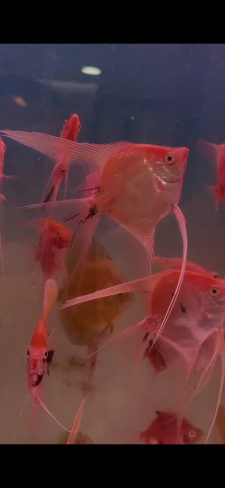 One Red Devil Angelfish TANK BRED!AA ¡Aleta mediana! Cuerpo talla cuarto+ Foto 4 de 4