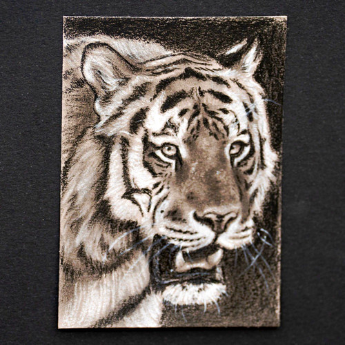 ACEO Original "Tiger No. 1" Realism Charcoal Signed 2026 2.5x3.5in.