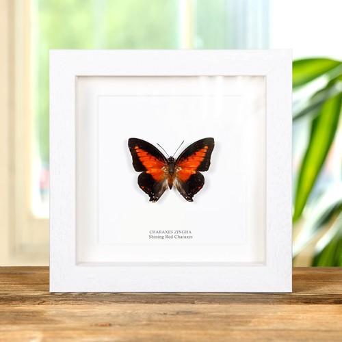 Taxidermy Shining Red Charaxes Frame (Charaxes zingha) - Bild 2 von 9