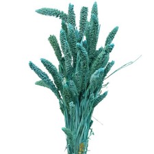 Trockenblumen Setaria Pumila Blau 65cm 200g Borstenhirse Deko Boho Stil