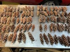 Lot of 100 Pine Cones for crafts and decorating Eastern White this year Crop