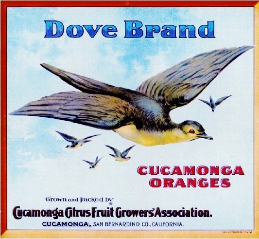 Rancho Cucamonga San Bernardino Dove Orange Citrus Fruit Crate Label Print