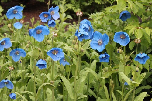 25 rare Himalayan Blue Poppy seeds---Flower seeds--Plant seeds--Gardening--Seeds - Picture 6 of 8