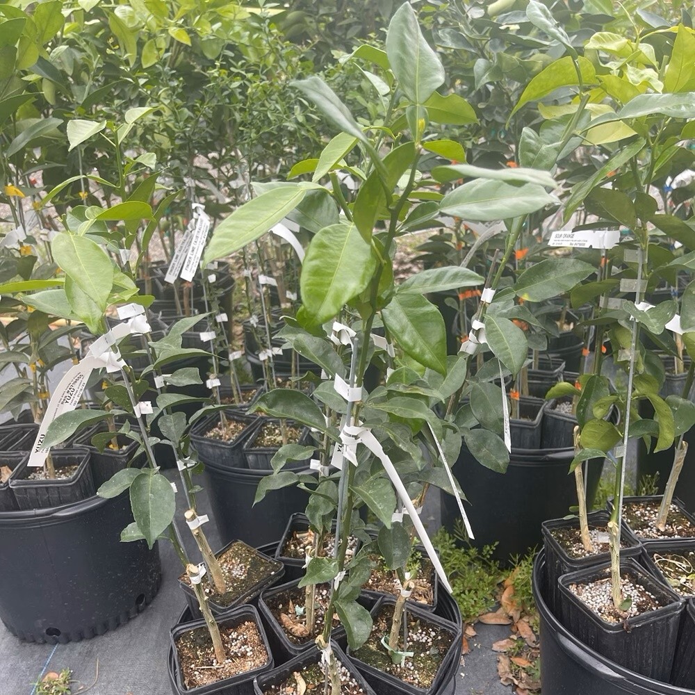 Yuzu Mandarin Orange Grafted Plant Citrus Junos Fruit Tree