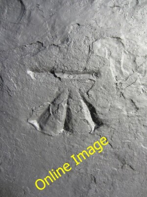 Foto 6x4 Ordnance Survey Schnittmarke Swansea\/Abertawe diese OS Schnittmarke Dose c2013