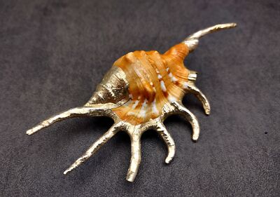 Silver-Plated Oranger Spider Seashell (1 Shell approx. 4+ inches)