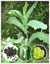 Wild Lettuce Seeds 100+ (Lactuca serriola) Organic seed Nature's Medicine (Opium
