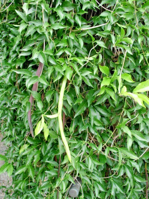 Picture 4 of 6