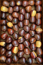 50 COCOBOLO Wood Knobs Decorative Drawer Pull Dresser Cabinet Chisel Handle