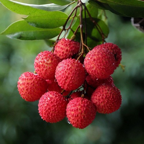 1 Confezione 10 Semi di Litchi Semi di Lichee Semi di Legù Frutta Biologica S086 - Foto 5 di 8