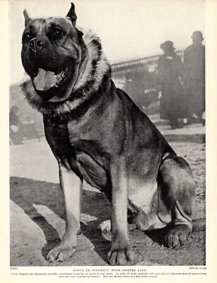 1930s Vintage Bordeaux Mastiff Print Dogue de Bordeaux Print  4629u