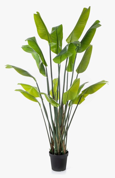 Artplants KüNstliche Pflanze Strelitzie Ombra, GrüN, 200Cm-image