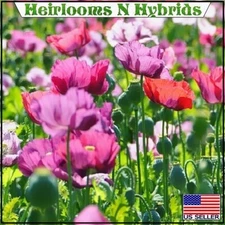 2,500 Organic European Mixed Papavaer Somniferum Poppy Seeds For Planting