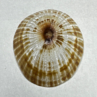 Hand sanded Hawaiian Opihi Shell