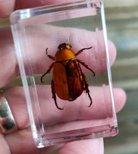 Real scarab CHRISTMAS BEETLE  Bug Insect Preserved in Resin Animal Taxidermy