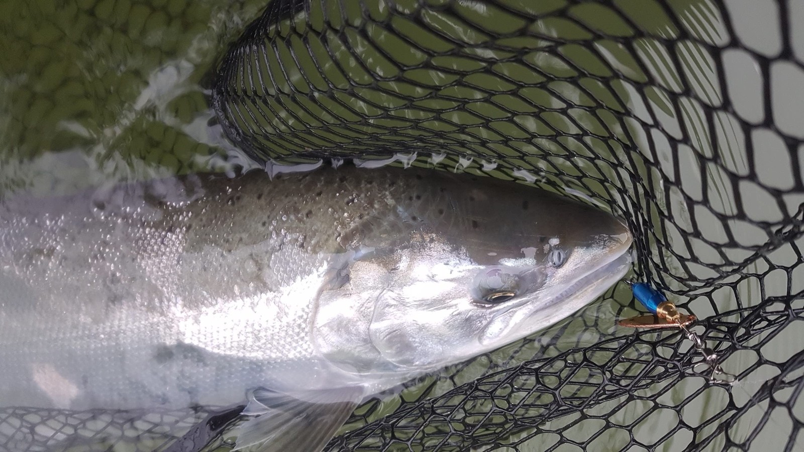 Lures Weighted Fishing Spinners Real Silver (Orange, Silver, Chartreuse, Blue... - Image 2